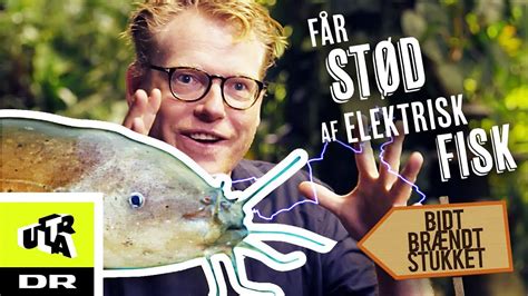 Elektrisk fisk 7 bokstäver